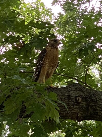 Overton Park - Fort Worth, TX