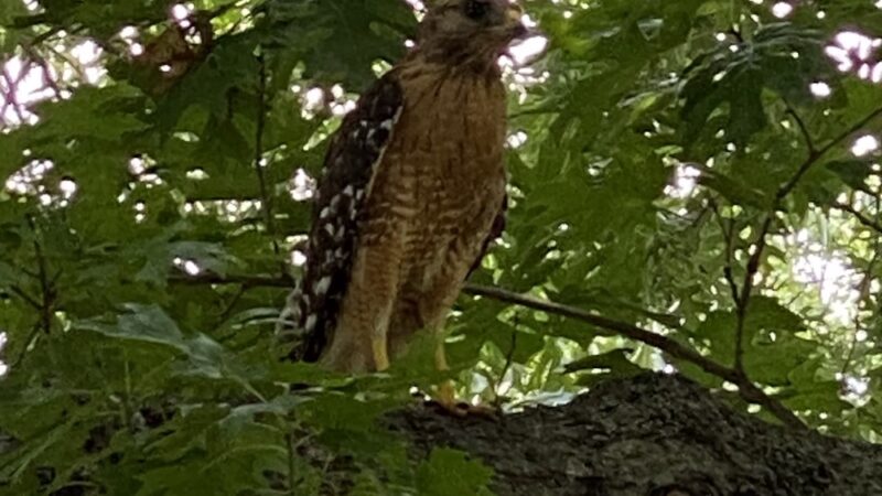 Overton Park - Fort Worth, TX