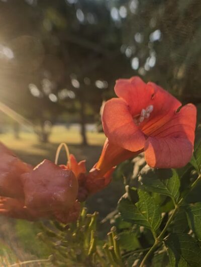 Sandy Lane Park - Fort Worth, TX