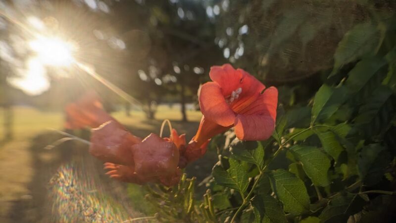 Sandy Lane Park - Fort Worth, TX