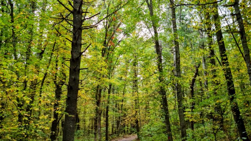 F. Gilbert Hills State Forest - Foxborough, MA