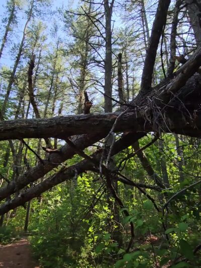 F. Gilbert Hills State Forest - Foxborough, MA