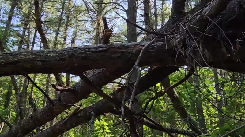 F. Gilbert Hills State Forest - Foxborough, MA