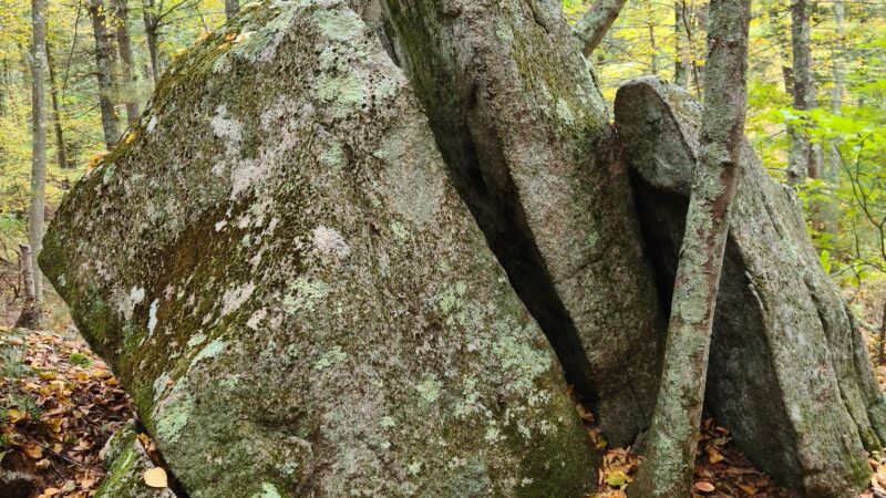 F. Gilbert Hills State Forest - Foxborough, MA