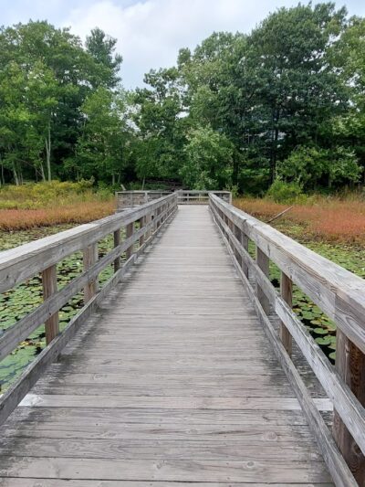 The Nature Trail and Cranberry Bog - Foxborough, MA