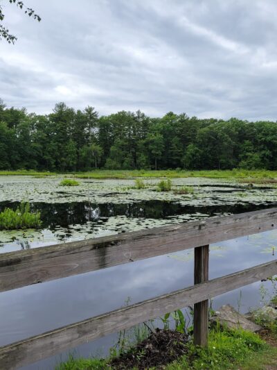 The Nature Trail and Cranberry Bog - Foxborough, MA