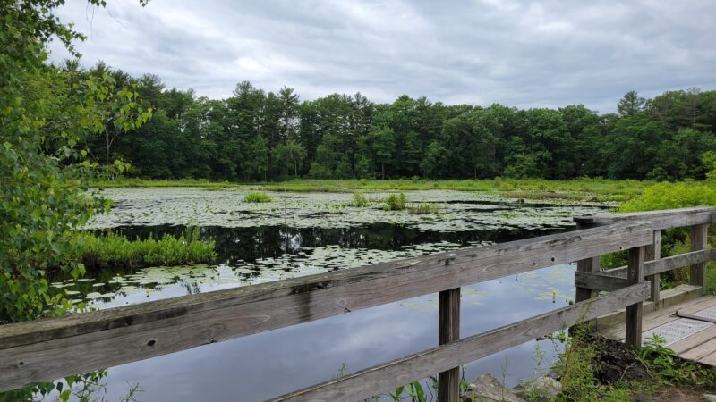 The Nature Trail and Cranberry Bog - Foxborough, MA