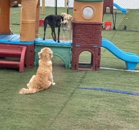 Farmer Pup's Playhouse - Frankford, DE