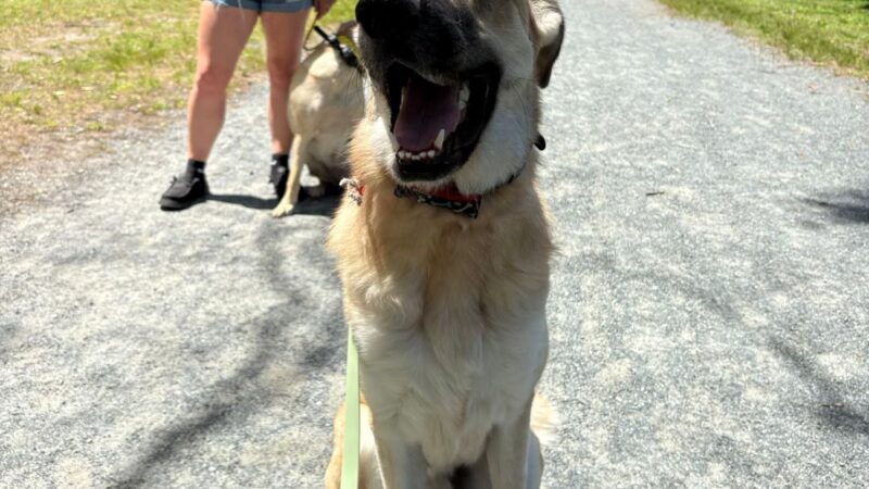 Off Leash K9 Training Southern Delaware - Frankford, DE