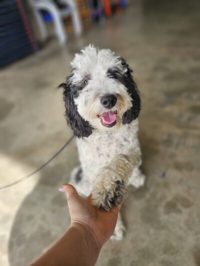 Off Leash K9 Training Southern Delaware - Frankford, DE