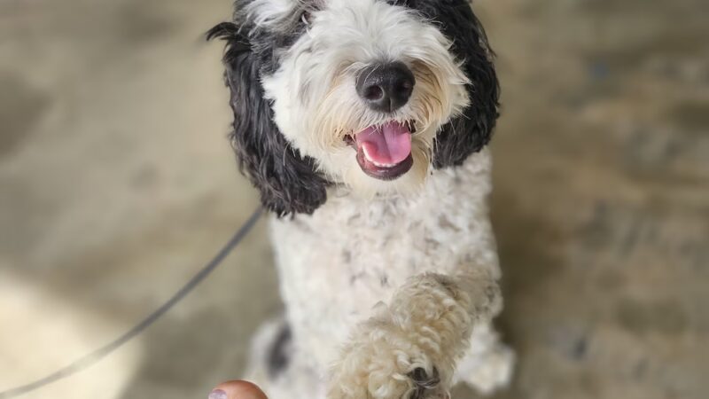 Off Leash K9 Training Southern Delaware - Frankford, DE