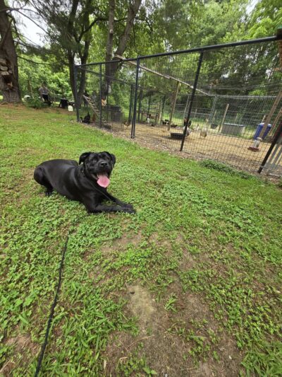 Off Leash K9 Training Southern Delaware - Frankford, DE