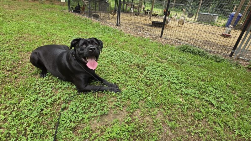 Off Leash K9 Training Southern Delaware - Frankford, DE