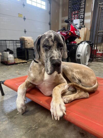 Off Leash K9 Training Southern Delaware - Frankford, DE