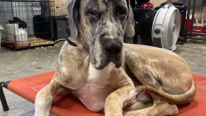 Off Leash K9 Training Southern Delaware - Frankford, DE