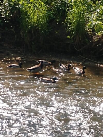 Community Park - Franklin, IN