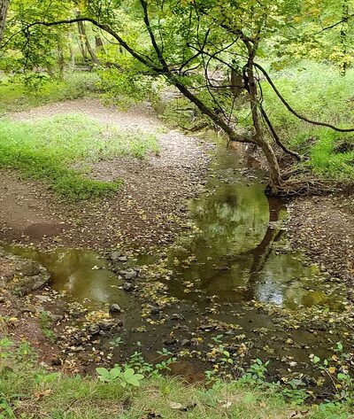 Butler Road Natural Area - Franklin Park, NJ