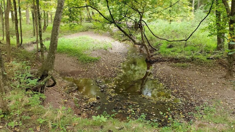Butler Road Natural Area - Franklin Park, NJ
