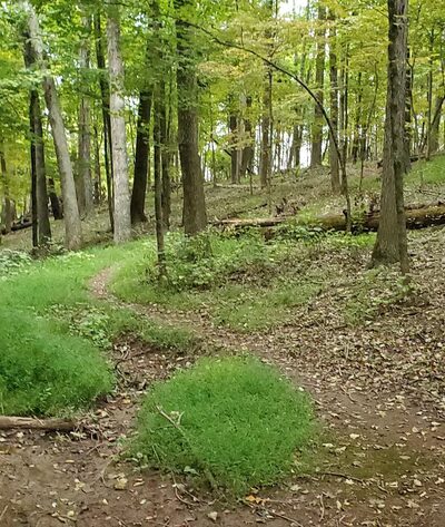 Butler Road Natural Area - Franklin Park, NJ