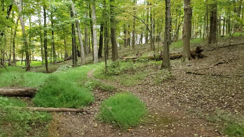 Butler Road Natural Area - Franklin Park, NJ