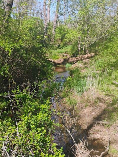 Butler Road Natural Area - Franklin Park, NJ