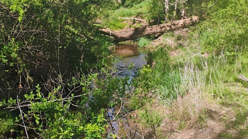 Butler Road Natural Area - Franklin Park, NJ