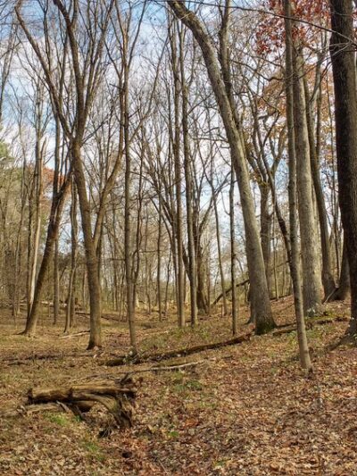 Butler Road Natural Area - Franklin Park, NJ