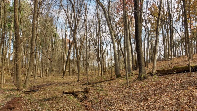 Butler Road Natural Area - Franklin Park, NJ