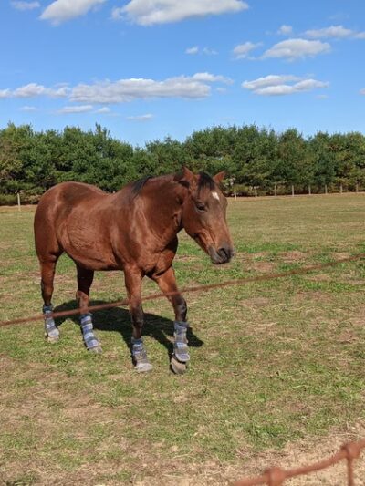 Oasis Animal Sanctuary - Franklinville, NJ