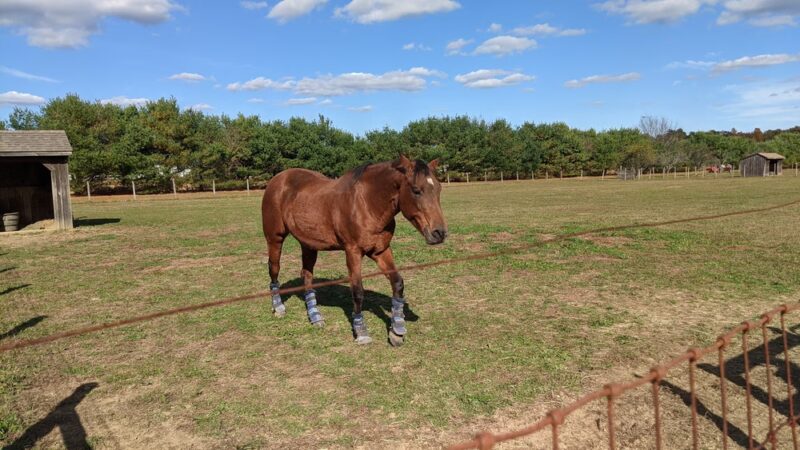Oasis Animal Sanctuary - Franklinville, NJ