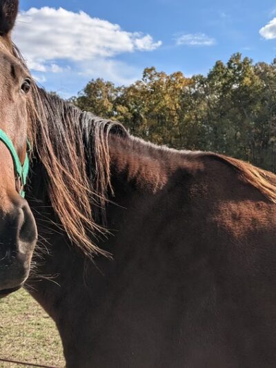 Oasis Animal Sanctuary - Franklinville, NJ