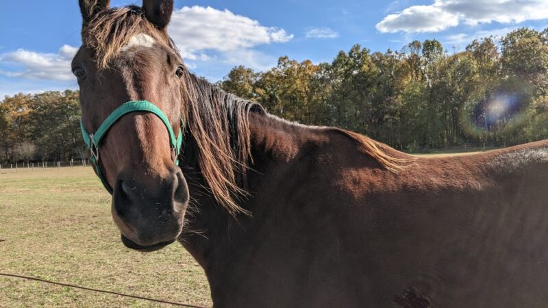 Oasis Animal Sanctuary - Franklinville, NJ