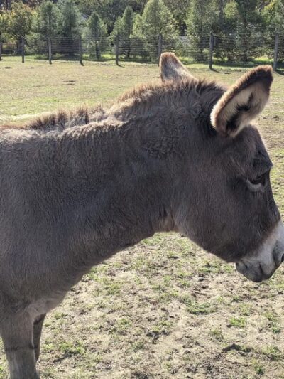 Oasis Animal Sanctuary - Franklinville, NJ