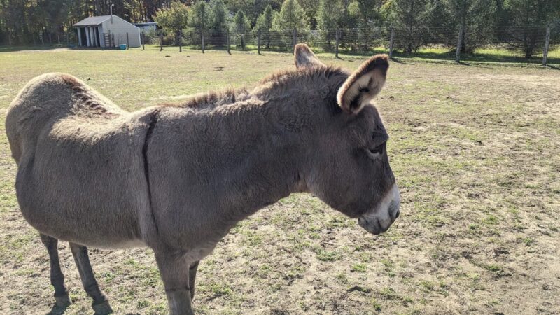 Oasis Animal Sanctuary - Franklinville, NJ