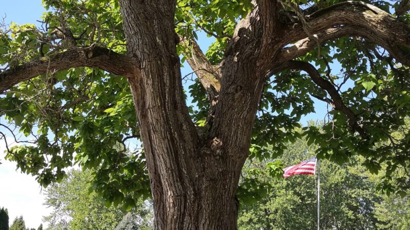 Frankton Softball Fields - Frankton, IN