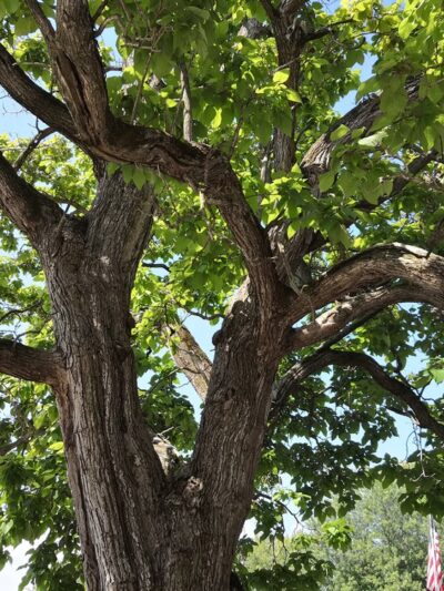 Frankton Softball Fields - Frankton, IN