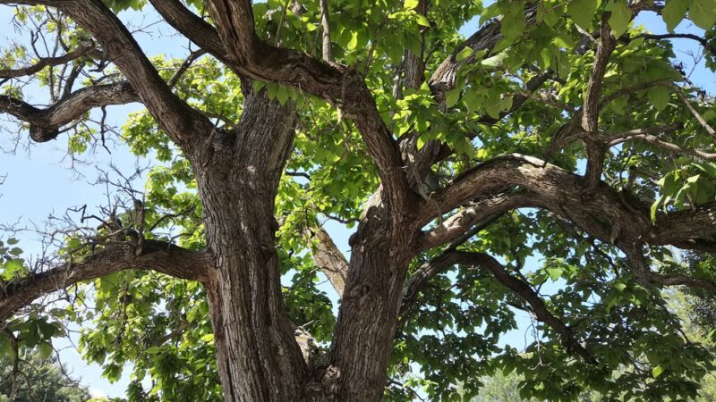 Frankton Softball Fields - Frankton, IN
