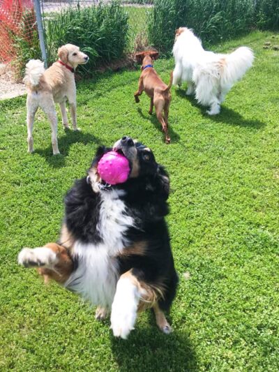 Autumglo Pet Lodge - Fredonia, WI