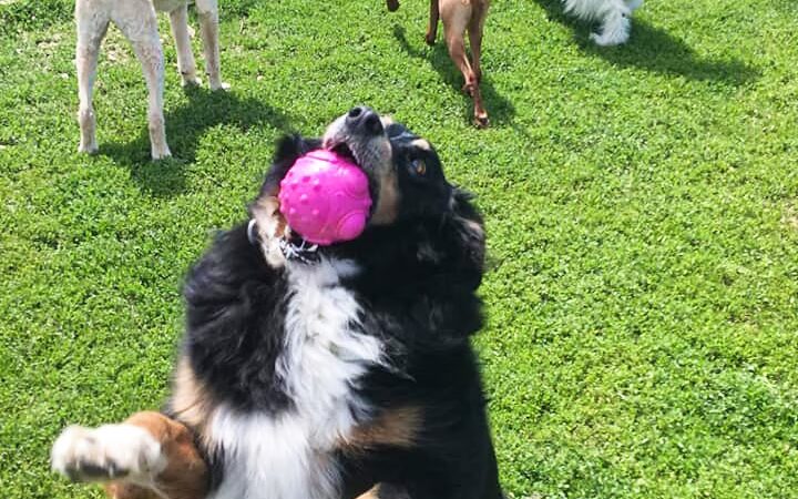 Autumglo Pet Lodge - Fredonia, WI