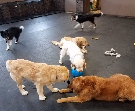 Autumglo Pet Lodge - Fredonia, WI