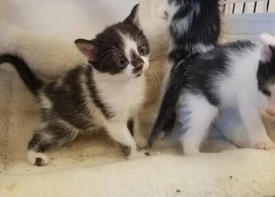 Autumglo Pet Lodge - Fredonia, WI