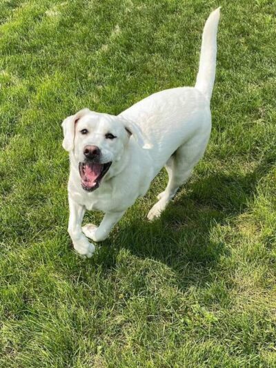 Autumglo Pet Lodge - Fredonia, WI