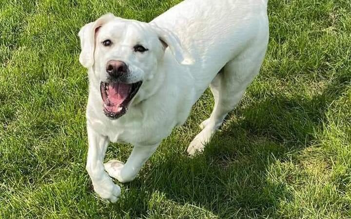 Autumglo Pet Lodge - Fredonia, WI