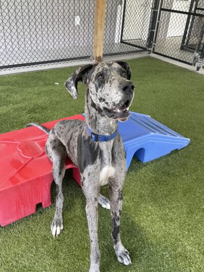 D and J's Pet Lodge - Freeburg, PA