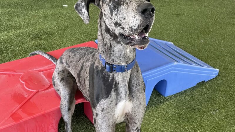 D and J's Pet Lodge - Freeburg, PA