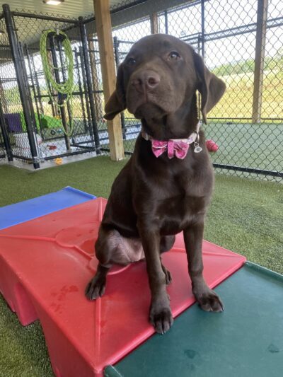 D and J's Pet Lodge - Freeburg, PA