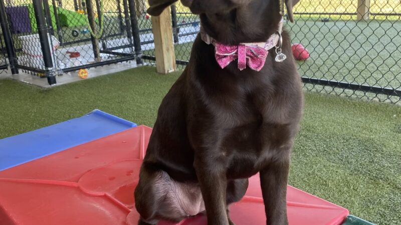 D and J's Pet Lodge - Freeburg, PA