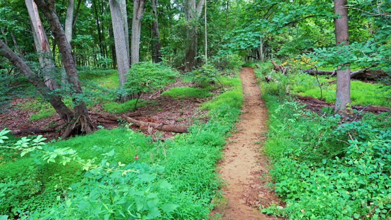 Durand Park - Freehold, NJ