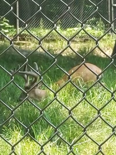 West Virginia State Wildlife Center - French Creek, WV