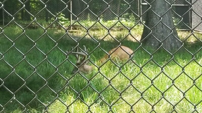 West Virginia State Wildlife Center - French Creek, WV
